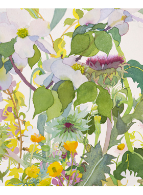 【捡漏合集】Joan Becker水彩画家田园艺术插画花鸟植物装饰画芯