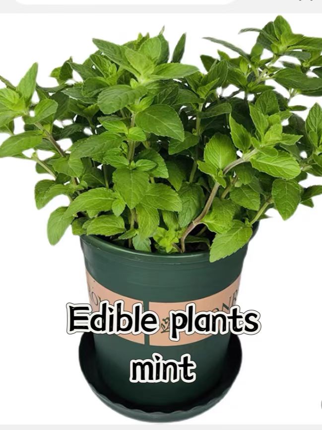 basil plants herbs mint rosemary thyme, spices Edible plant - 图2