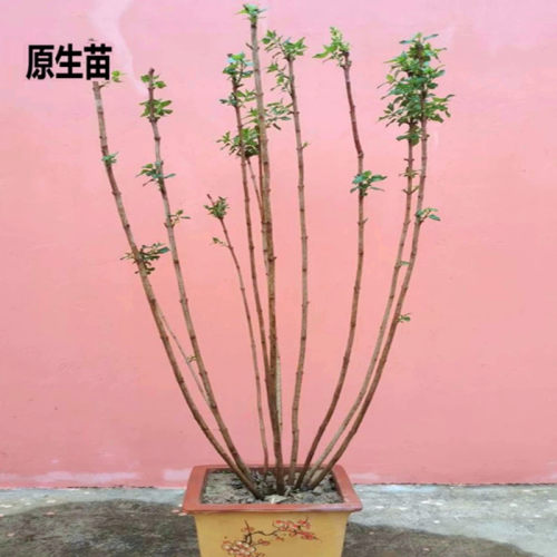 丁香花树苗盆栽盆栽别墅风景树浓香四季花卉耐寒植物欧洲丁香花苗 - 图2