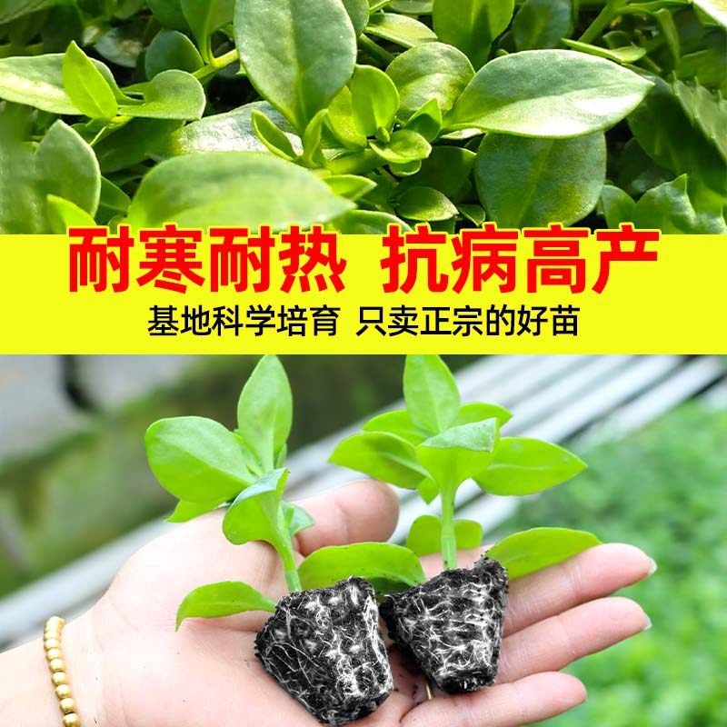 可食用田七苗秧苗种植苗中药材苗盆栽秋冬蔬菜苗养生保健菜易种,淘宝优惠券,粉丝福利购,淘宝优惠卷