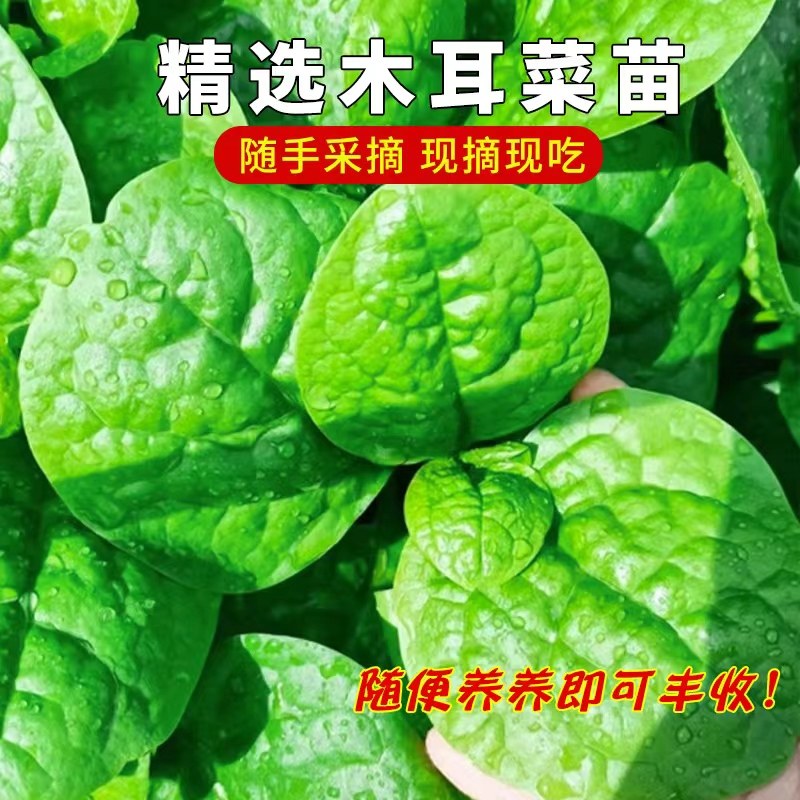 四季菜苗老品种爬藤大叶木耳菜苗秧苗小叶木耳菜种秋季蔬菜苗带土,淘宝优惠券,粉丝福利购,淘宝优惠卷