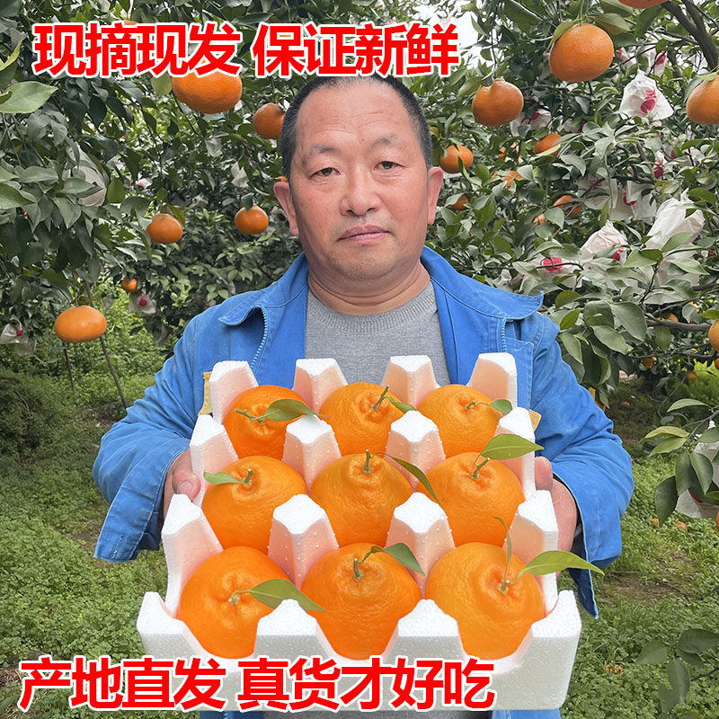 四川春见耙耙柑粑粑柑正宗水果新鲜整箱当季丑桔新鲜10斤橘子包邮,淘宝优惠券,粉丝福利购,淘宝优惠卷