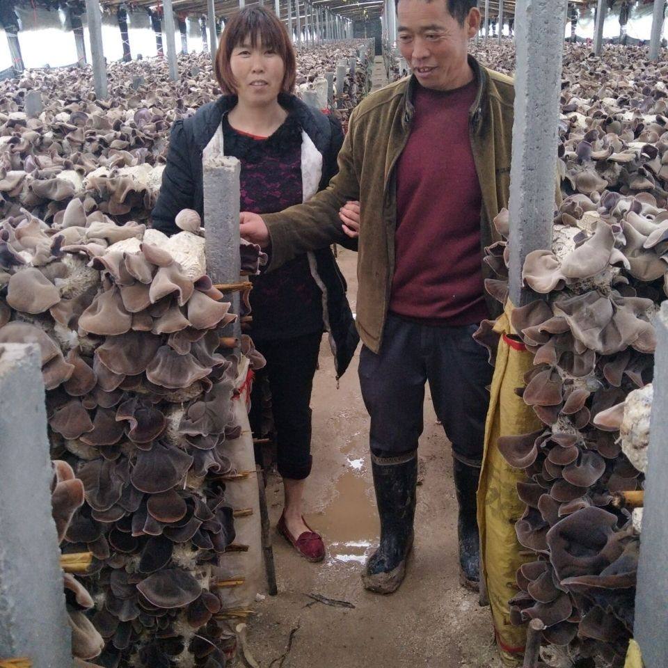 【头茬毛木耳】黑木耳丝农家特产食材 果域风光黑木耳