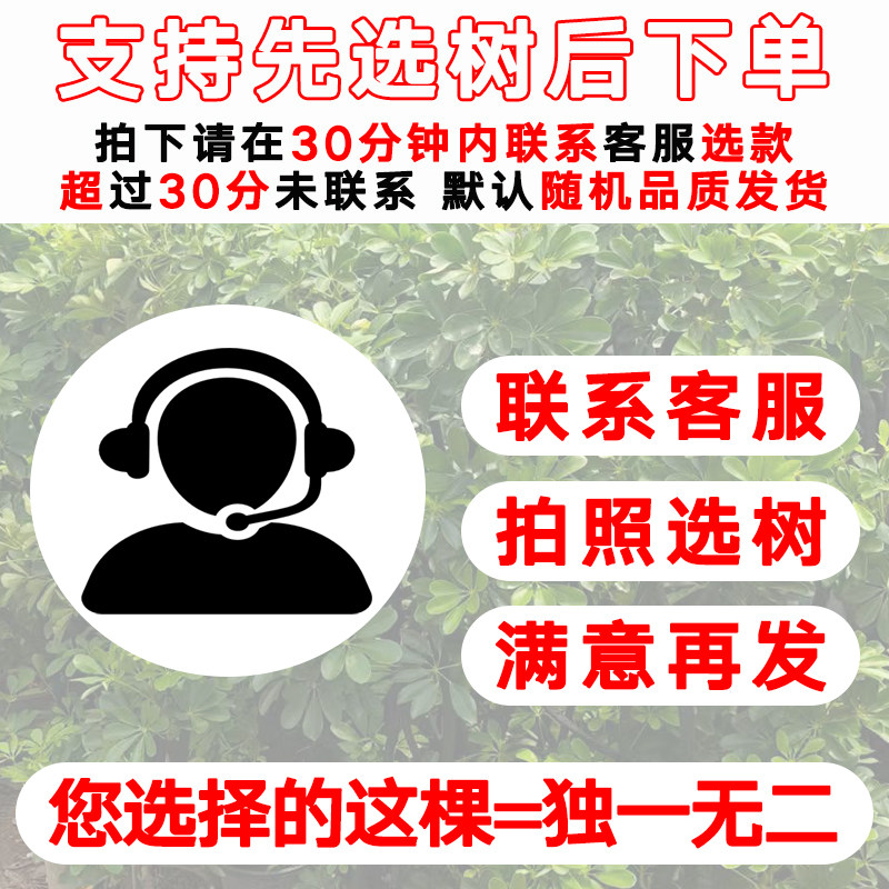 香水柠檬树盆栽带果高杆客厅室内大型绿植阳台四季常青四季可食用,淘宝优惠券,粉丝福利购,淘宝优惠卷
