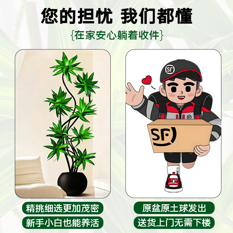 老桩造型百合竹客厅大型绿植室内花卉绿植真花四季常青盆栽盆景,淘宝优惠券,粉丝福利购,淘宝优惠卷