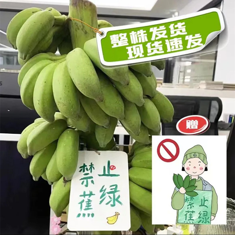 办公室拒绝焦虑水培香蕉桌摆件可观赏可食用整株带杆 - 图0