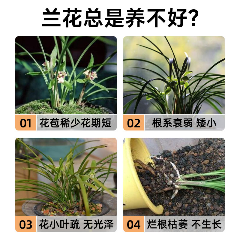 星宸花草博士蝴蝶兰营养液兰花墨兰水培专用开花肥促花肥料兰灵旺
