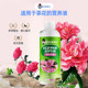 Camellia special fertilizer to promote flowering nutrient solution camellia