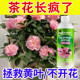 Camellia special fertilizer to promote flowering nutrient solution camellia