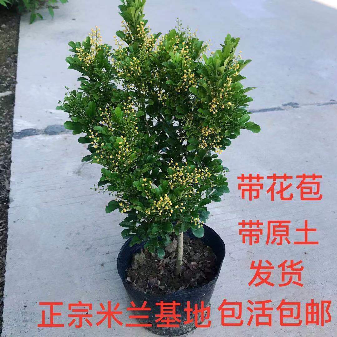 米兰花盆栽苗浓香型阳台开花绿植四季常青芳香植物室内带花发货 - 图2