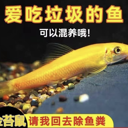 金苔鼠清洁鱼缸清道夫鱼金热带苔鼠观赏鱼青苔垃圾老鼠除藻工具 - 图0