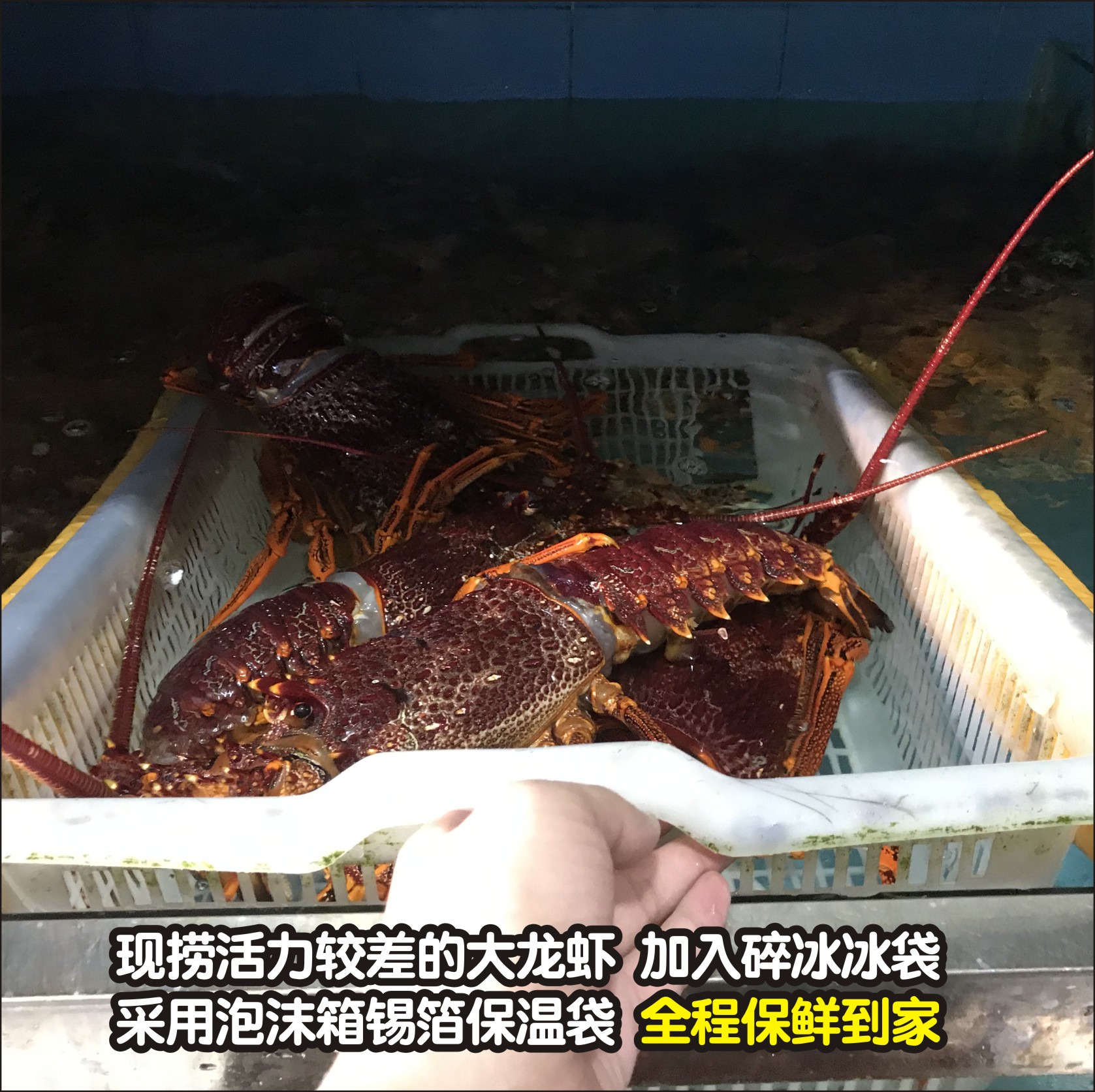 澳洲龙虾鲜活冰鲜大龙虾1-4斤1只锦绣龙虾进口海鲜水产大澳龙 - 图1