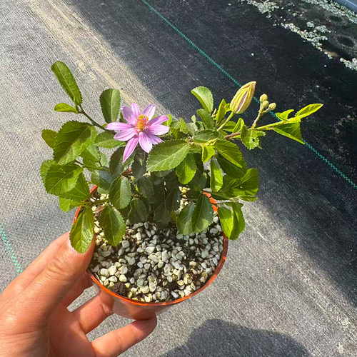 带花苞姬水莲木盆栽日本木苗微型盆景素材木头睡莲新奇植物趣味 - 图2