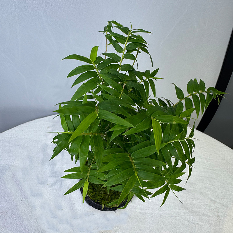 矮种米竹水培苔藓球红观音竹植物室内盆栽微盆景竹观赏竹四季常青,淘宝优惠券,粉丝福利购,淘宝优惠卷