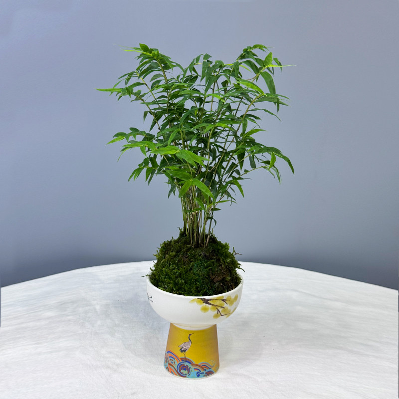 矮种米竹水培苔藓球红观音竹植物室内盆栽微盆景竹观赏竹四季常青,淘宝优惠券,粉丝福利购,淘宝优惠卷