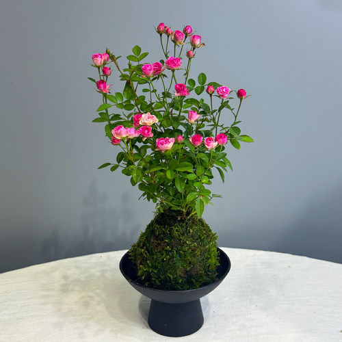水培带花苞苔藓球超微月季四季开花迷你阳台净化空气桌面绿花卉 - 图2
