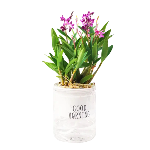 冬带花苞水培澳洲香水石斛兰浓香型水养带盆栽好绿植花卉开花 - 图3