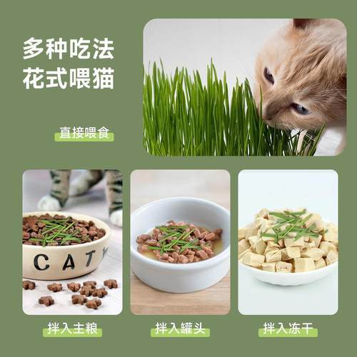 懒人泡面猫草猫咪吐毛球盆栽小麦种子土培化毛去毛球猫咪零食罐头-图0