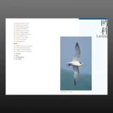 [Подлинное место] Китайская Bird Picture Book (Gull Edition) собирает все виды птиц китайского семейства диких чайков и семейства Skua. Персонал подсемейной подсемейной птиц Ассоциации подсемейства. Под редакцией Чжана Лин и Чэнь Сюэюн. Книжный магазин пролива