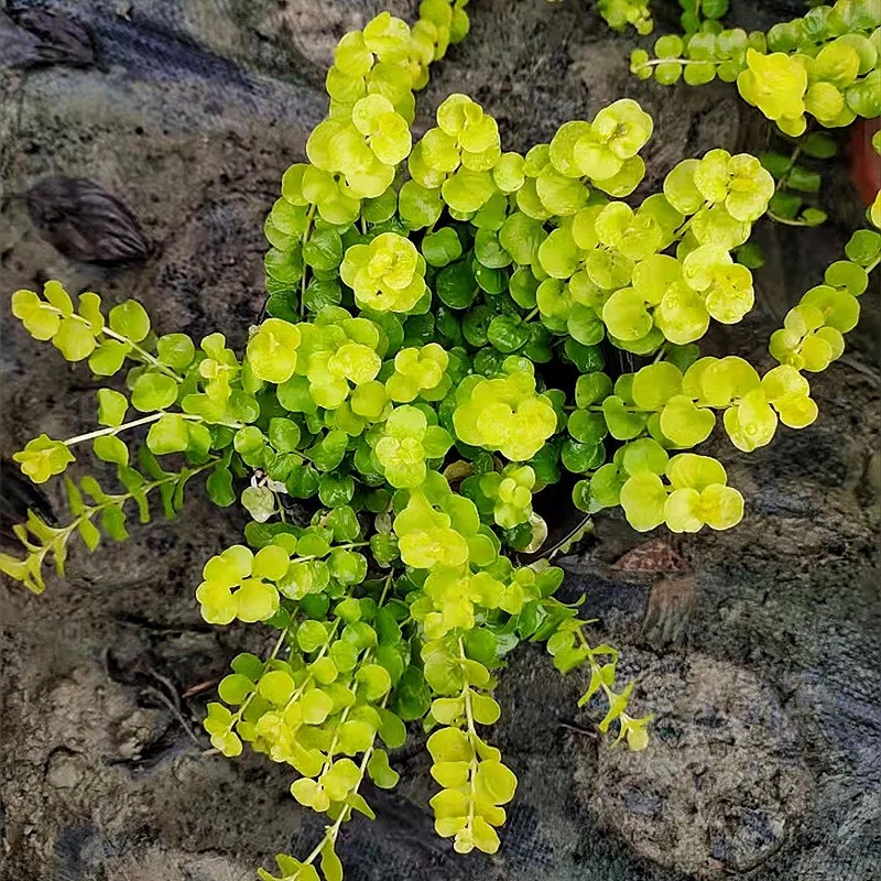 黄金佛甲草皮金叶过路黄万年草中华景天屋顶庭院绿化草坪多年生 - 图1