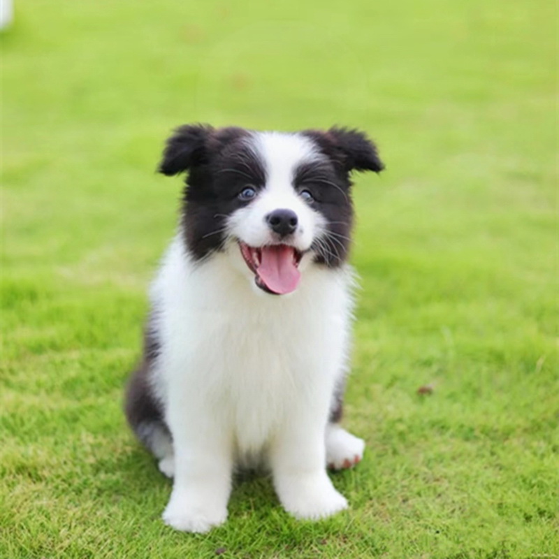 冠军级双血统边牧小狗幼犬纯种活物宠物狗CKU犬舍赛级边境牧羊犬 - 图0