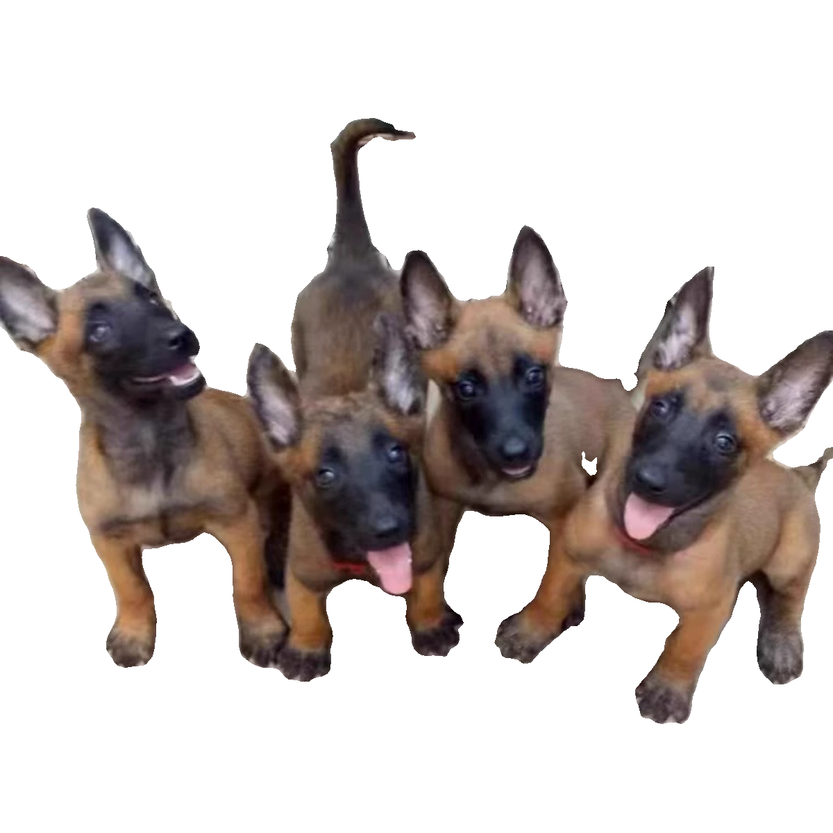 马犬幼犬活体红马犬黑马犬看家护院犬 - 图0