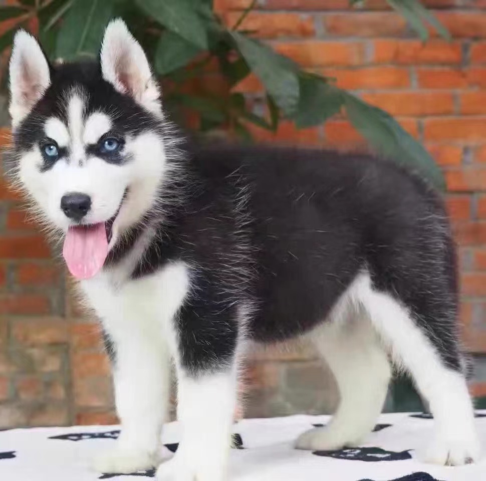 哈士奇犬活体幼犬狗狗幼崽双蓝眼三把火二哈雪橇犬宠物狗狗-图1