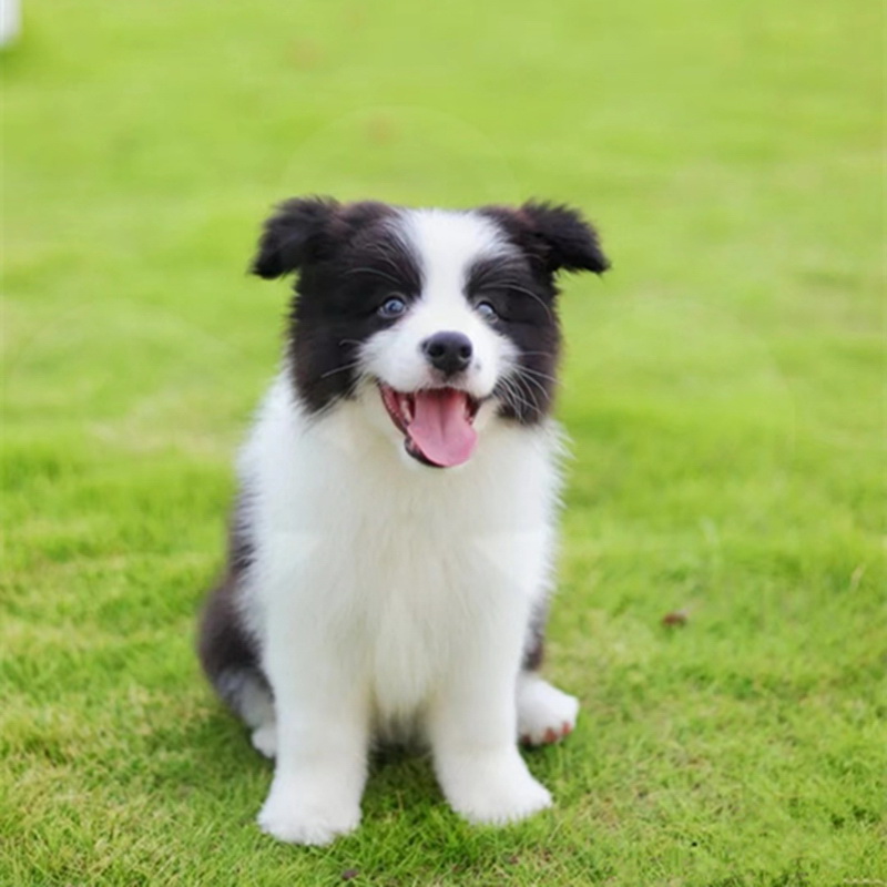 边牧幼犬纯种活体陨石宠物狗犬舍高智商赛级双血统边境牧羊犬幼崽 - 图1