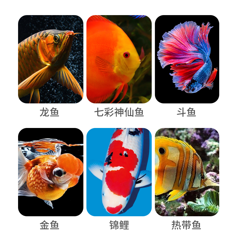 贝意品黄粉水族观赏鱼专用鱼缸杀菌消毒鱼药烂身烂尾白点疾病治疗 - 图2