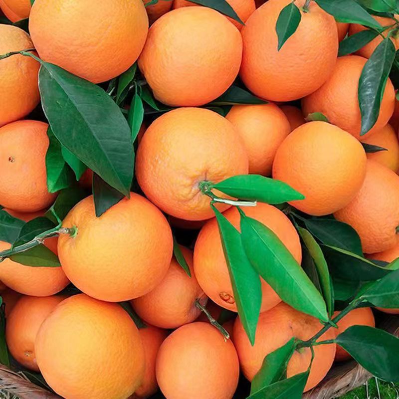 Fresh Chongqing Three Gorges Navel Oranges, Sweet and Sour Newhall Oranges, Seasonal Fruits for Pregnant Women, Whole Box Wholesale, Free Shipping