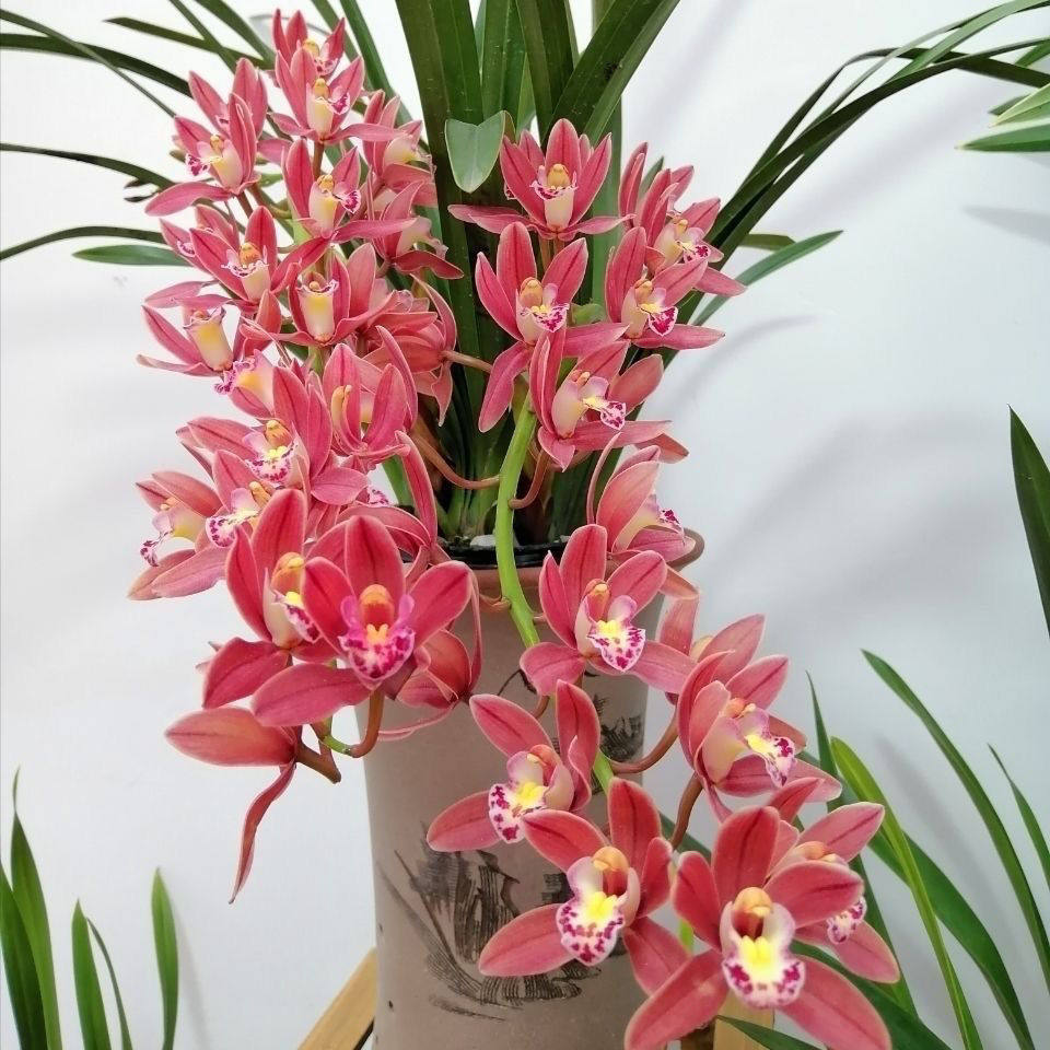 【红双喜】兰花苗净味花卉好养活阳台绿植盆栽蕙兰兰花盆栽,淘宝优惠券,粉丝福利购,淘宝优惠卷