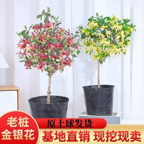 金银花树苗食用树形四季浓香型黄白盆栽老桩爬藤植物阳台庭院绿植 - 图0