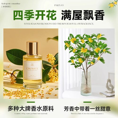 水培桂花盆栽树苗带花苞浓香室内办公室桌面水养四季桂花绿植花卉 - 图2