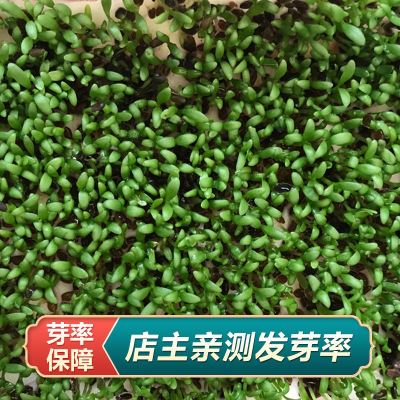 中药材车前草种籽新鲜车前子种子种植苗四季播种阳台盆栽籽 - 图1