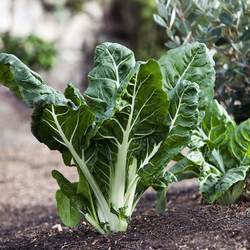 根达菜种子 四川牛皮菜种籽 重庆厚皮菜野菜叶甜菜蔬菜种子四季 - 图3