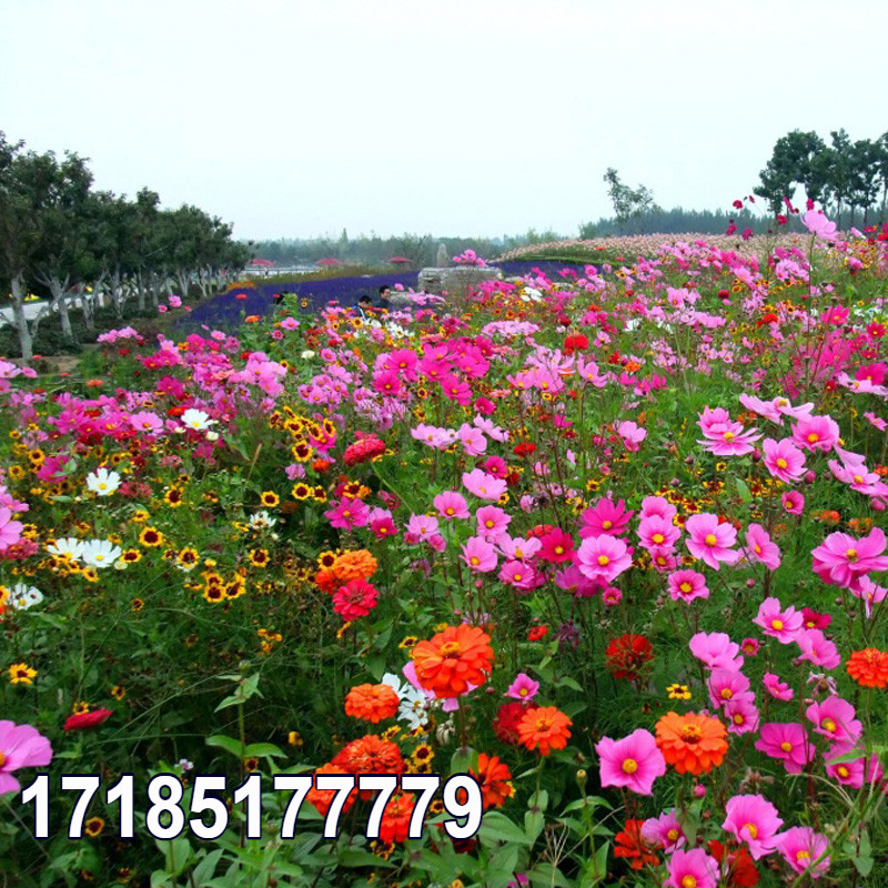 多年生野花组合种籽四季开花易活草花种子耐寒阳台庭院波斯菊花籽 - 图0