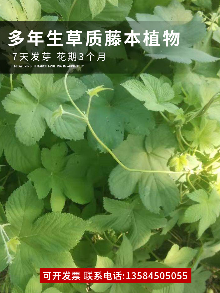 野生葎草花种子拉拉秧藤五爪龙草药材抗旱喜肥粗阳台爬藤粗放管理-图1