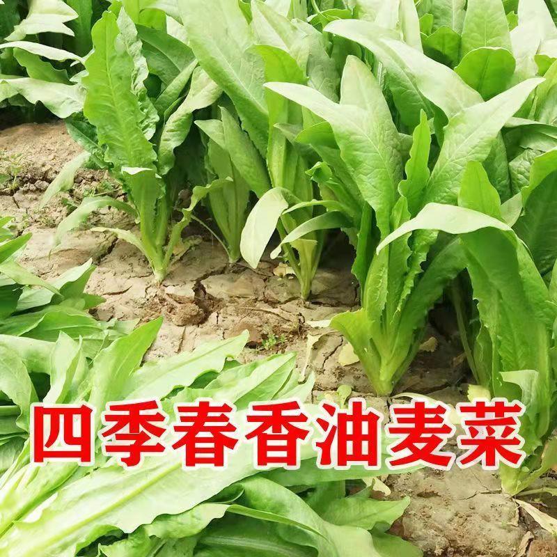 油麦菜种子春秋四季阳台田园高播种青菜盆栽产红叶油麦菜蔬菜种子 - 图2