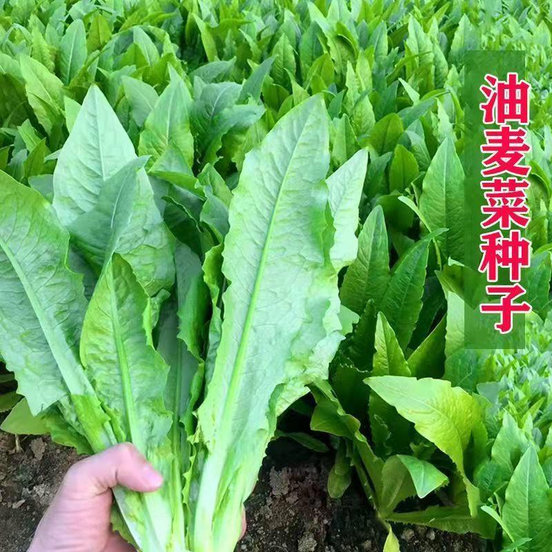 油麦菜种子春秋四季阳台田园高播种青菜盆栽产红叶油麦菜蔬菜种子 - 图0