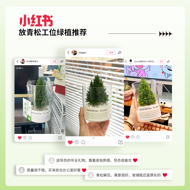 放青松桌面绿植摆件办公室解压盆栽工位情绪稳定植物家居乔迁礼物,淘宝优惠券,粉丝福利购,淘宝优惠卷