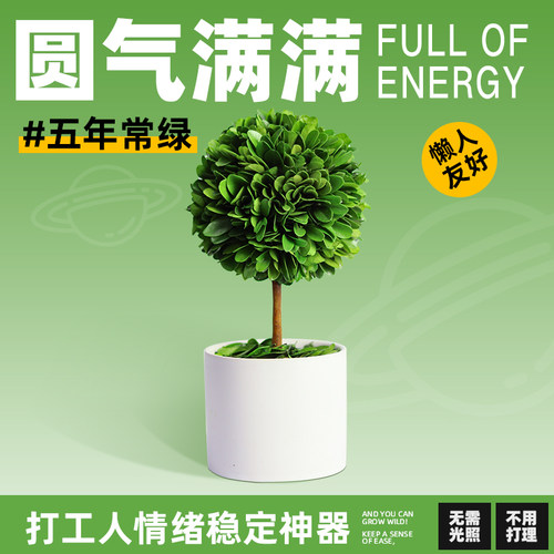 办公室桌面绿植摆件情绪稳定神器工位解压小盆栽室内客厅旺宅植物 - 图0