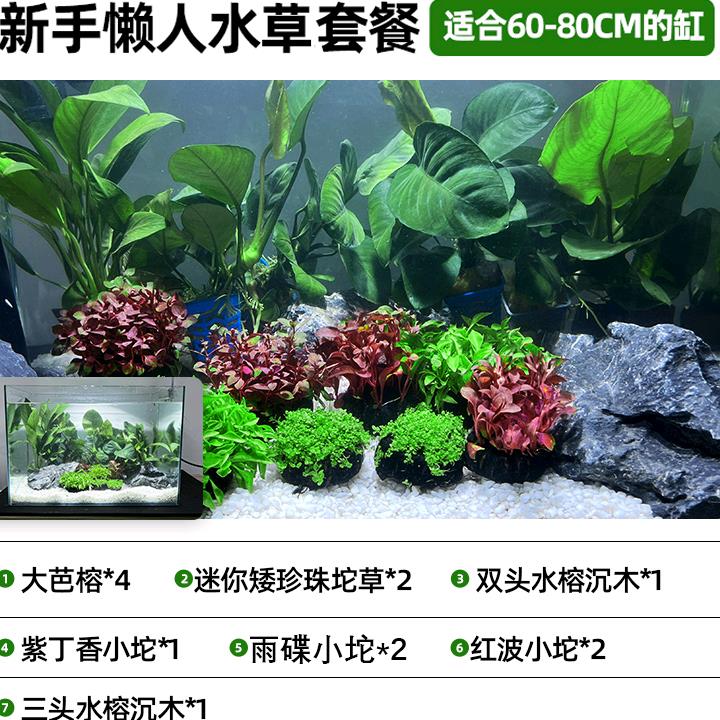 草缸造景套餐成品真水草天然水族箱草坪小型家用新手鱼缸装饰套餐-图2