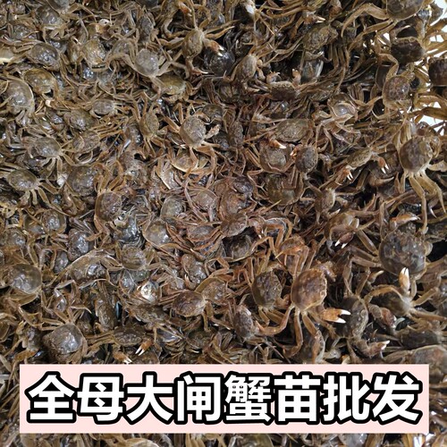 淡水活蟹大闸蟹苗盘锦河蟹苗稻田养殖扣蟹苗毛蟹中华绒螯蟹小螃蟹 - 图0