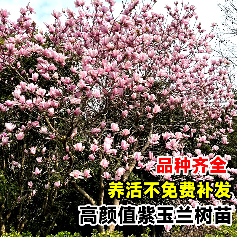 红紫黄白广玉兰花树苗带花苞大树盆栽地栽四季种庭院绿化植物耐寒 - 图3