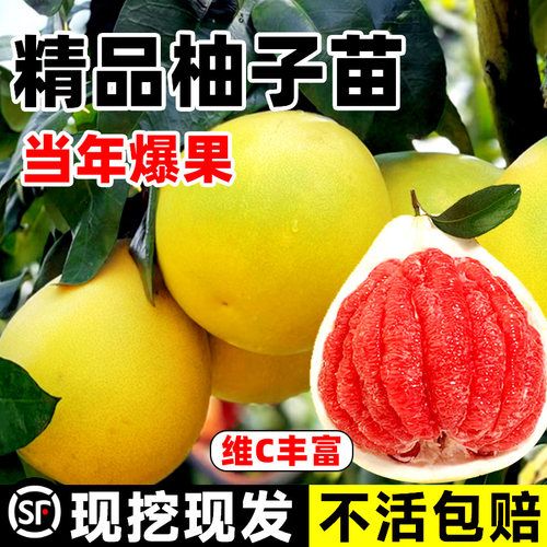 柚子树苗正宗嫁接红心蜜柚苗沙田盆栽地栽南北方种植庭院果树果苗 - 图3