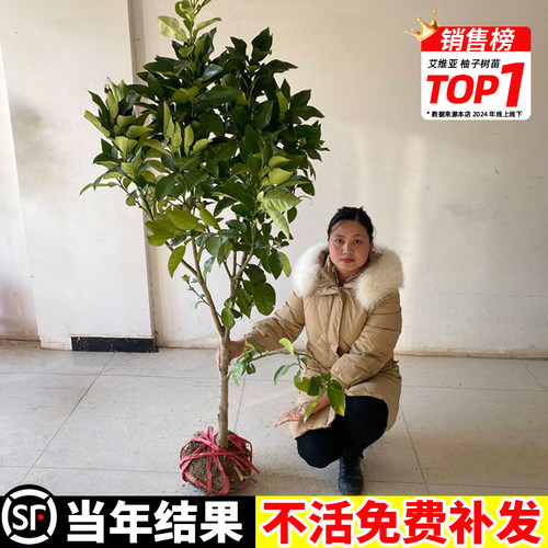 柚子树苗正宗嫁接红心蜜柚苗沙田盆栽地栽南北方种植庭院果树果苗 - 图1