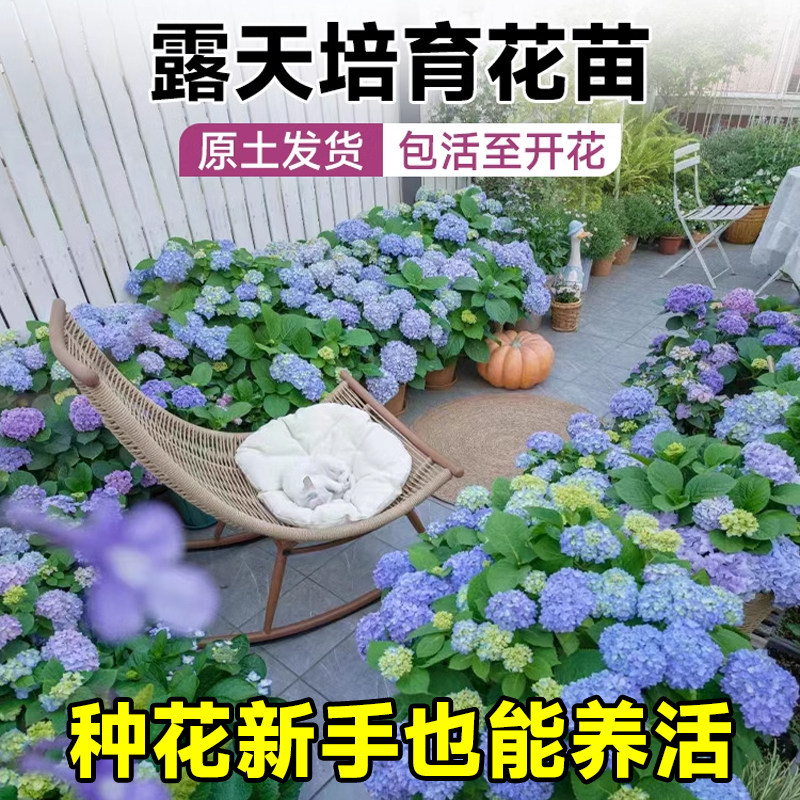绣球花苗无尽夏地栽绣球花盆栽室内外庭院别墅好养的花卉植物耐寒,淘宝优惠券,粉丝福利购,淘宝优惠卷