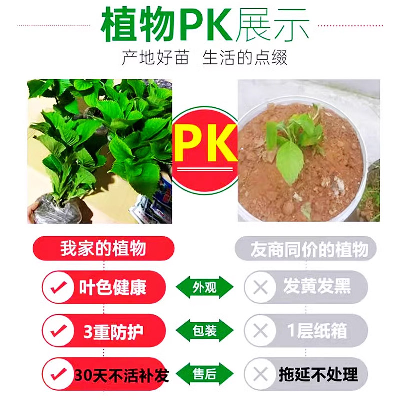 绣球花苗无尽夏地栽绣球花盆栽室内外庭院别墅好养的花卉植物耐寒,淘宝优惠券,粉丝福利购,淘宝优惠卷