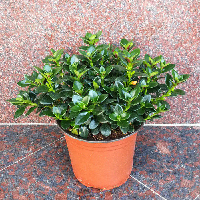 带花苞金鱼吊兰金鱼花盆栽室内吸甲醛易养易活多肉绿植四季开花