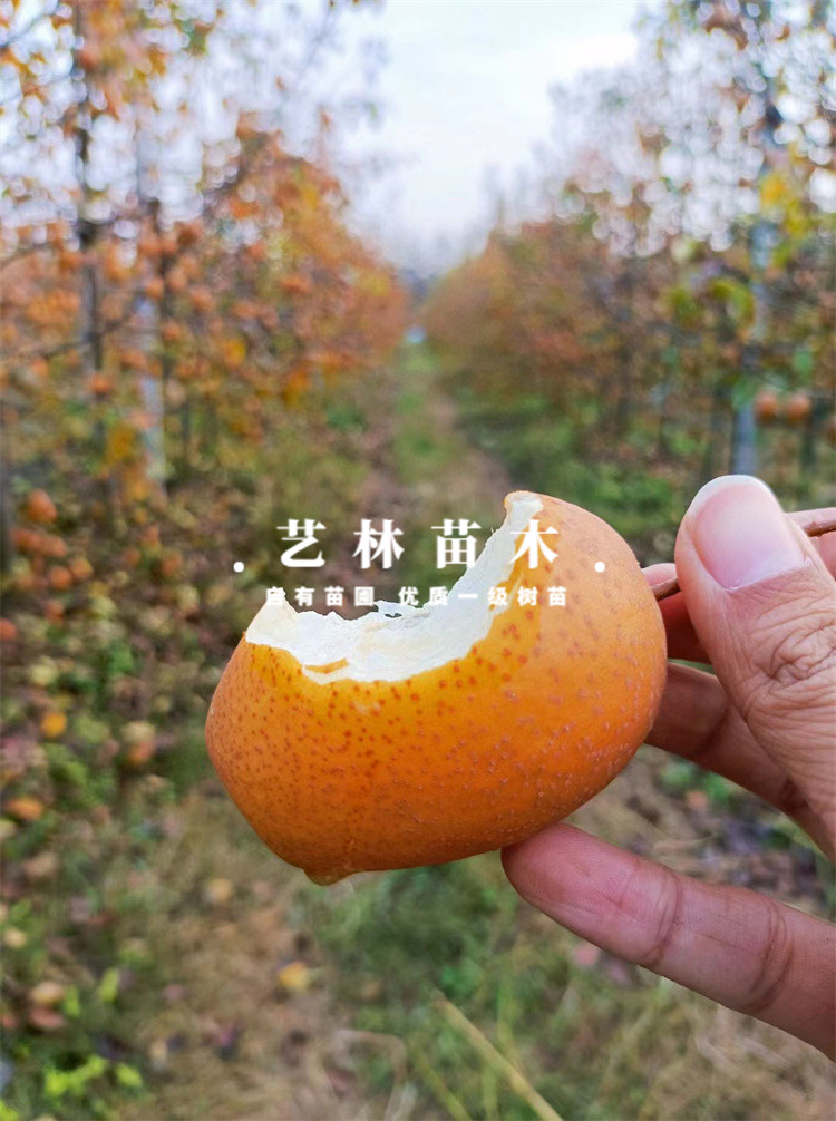 金珠沙梨树果苗矮化盆栽梨树苗晚熟南方北方种植庭院地栽当年结果-图2